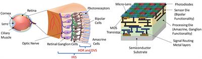 IRIS: Integrated Retinal Functionality in Image Sensors